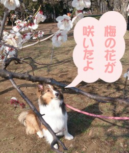と言う事で会社近くの小金井公園の梅が咲き始めました。写真はレベルフォーで飼っている猛犬JUN（ジュン）です。 