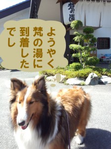 IMG_20140517_143017109のコピー