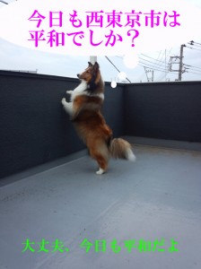 IMG_20140622_163139856のコピー