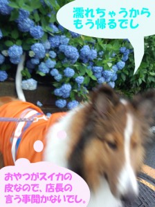 IMG_20140607_072636571のコピー