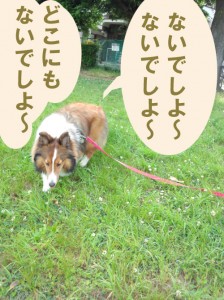 IMG_20140514_073528405のコピー