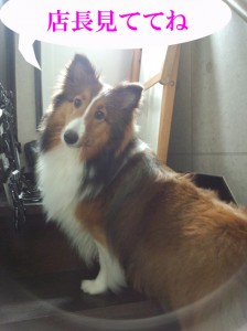 IMG_20140622_163048422のコピー