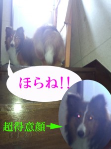 IMG_20140622_123736879のコピーのコピー