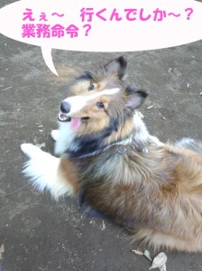 IMG_20140615_160232509のコピー