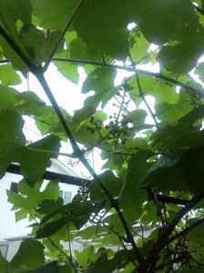 IMG_20140608_100421241