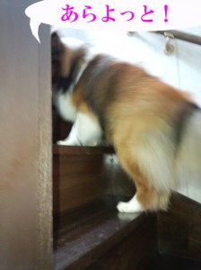 IMG_20140622_16303172のコピー