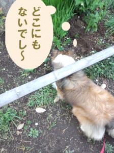 IMG_20140423_072733570のコピー