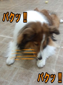 IMG_20140622_172554500のコピー