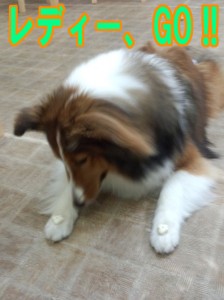 IMG_20140622_172548417のコピー