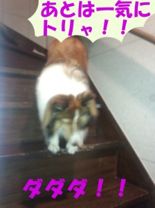 IMG_20140822_200141162のコピー