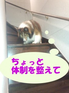 IMG_20140822_200132372のコピー