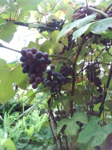 IMG_20140812_151408588