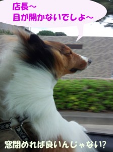 IMG_20140830_13300358のコピー