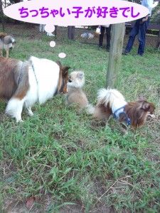 IMG_20140913_134343130のコピー