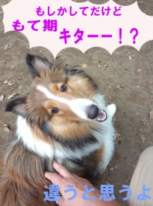 IMG_20140831_131405363のコピー