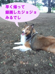 IMG_20140831_131956111のコピー