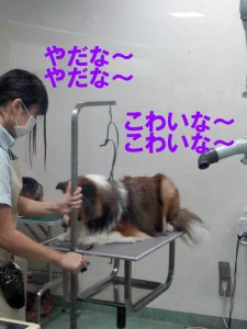 IMG_20140922_151608524のコピー