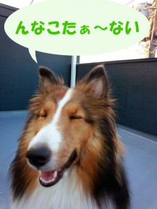 IMG_20140914_172020242のコピー