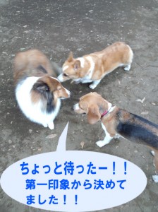 IMG_20140831_131020903のコピー