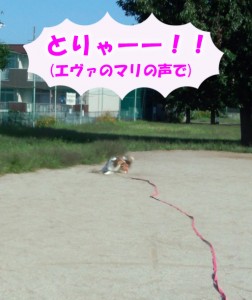 IMG_20140928_081439355のコピー