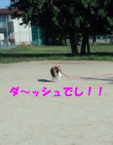 IMG_20140928_081511250のコピー