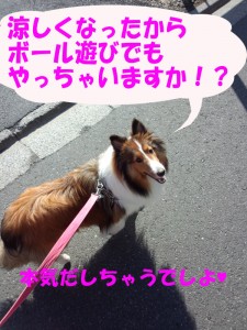 IMG_20140928_082527447のコピー